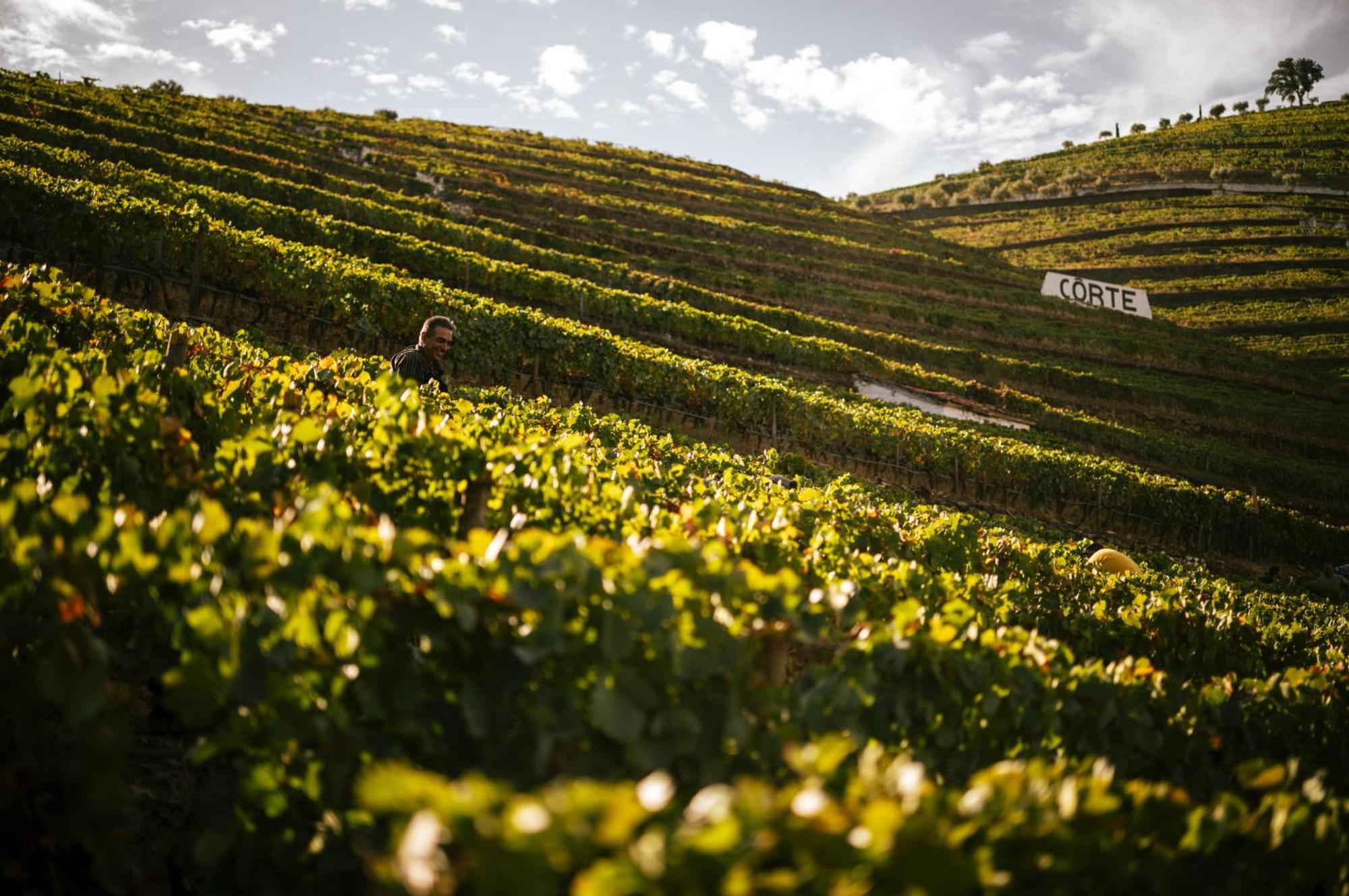 Quinta Da Corte Valença do Douro Exterior foto